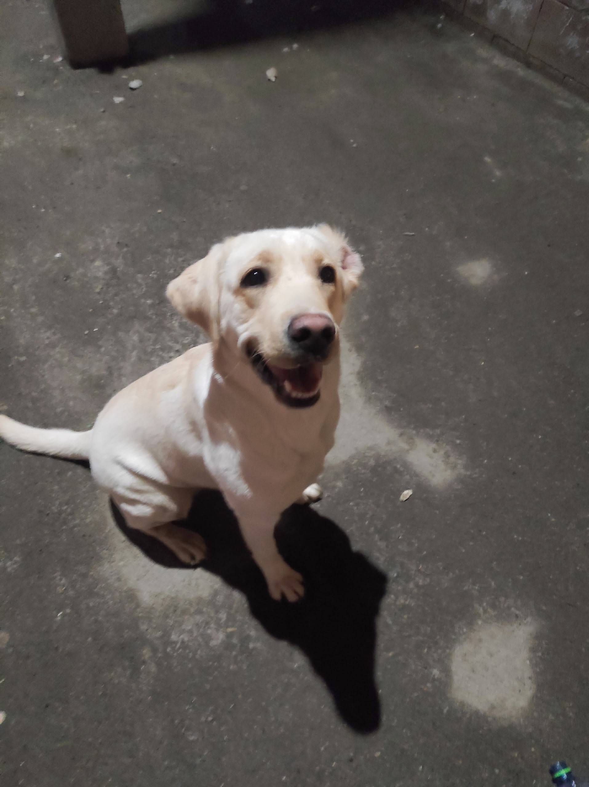 Найдена собака