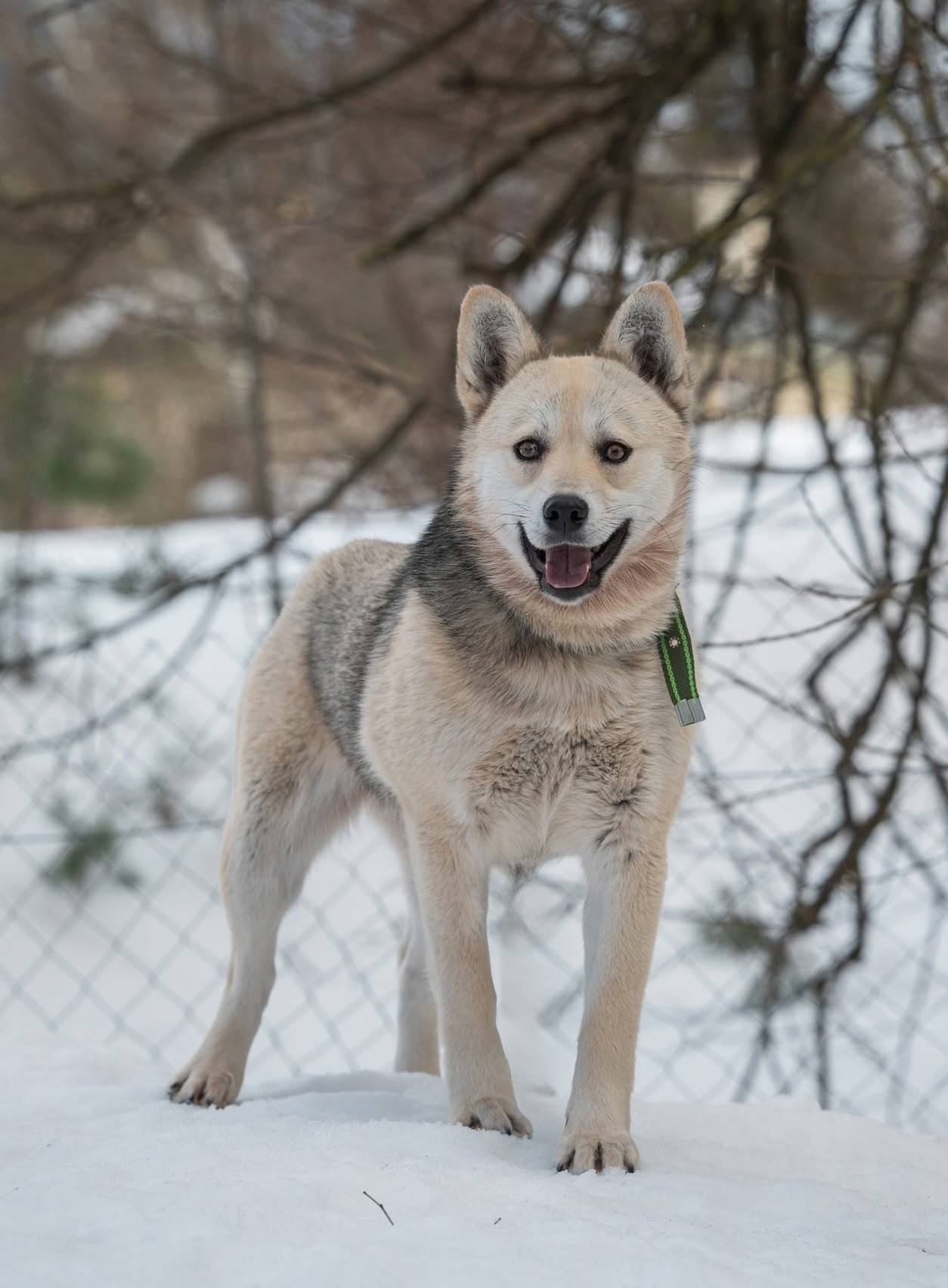 Пропала собака Умка, Наро-Фоминск