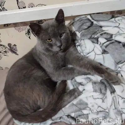 Пропал серый кот, Минеральные Воды