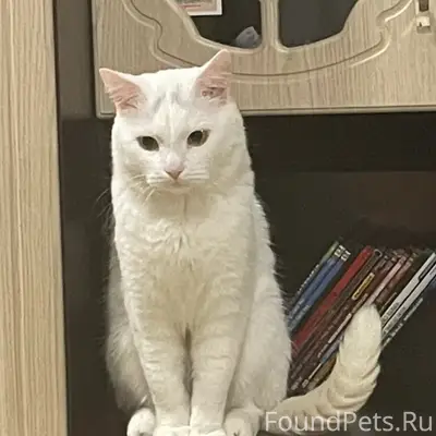 Пропал белый кот Барсик, район Лимендского ДК