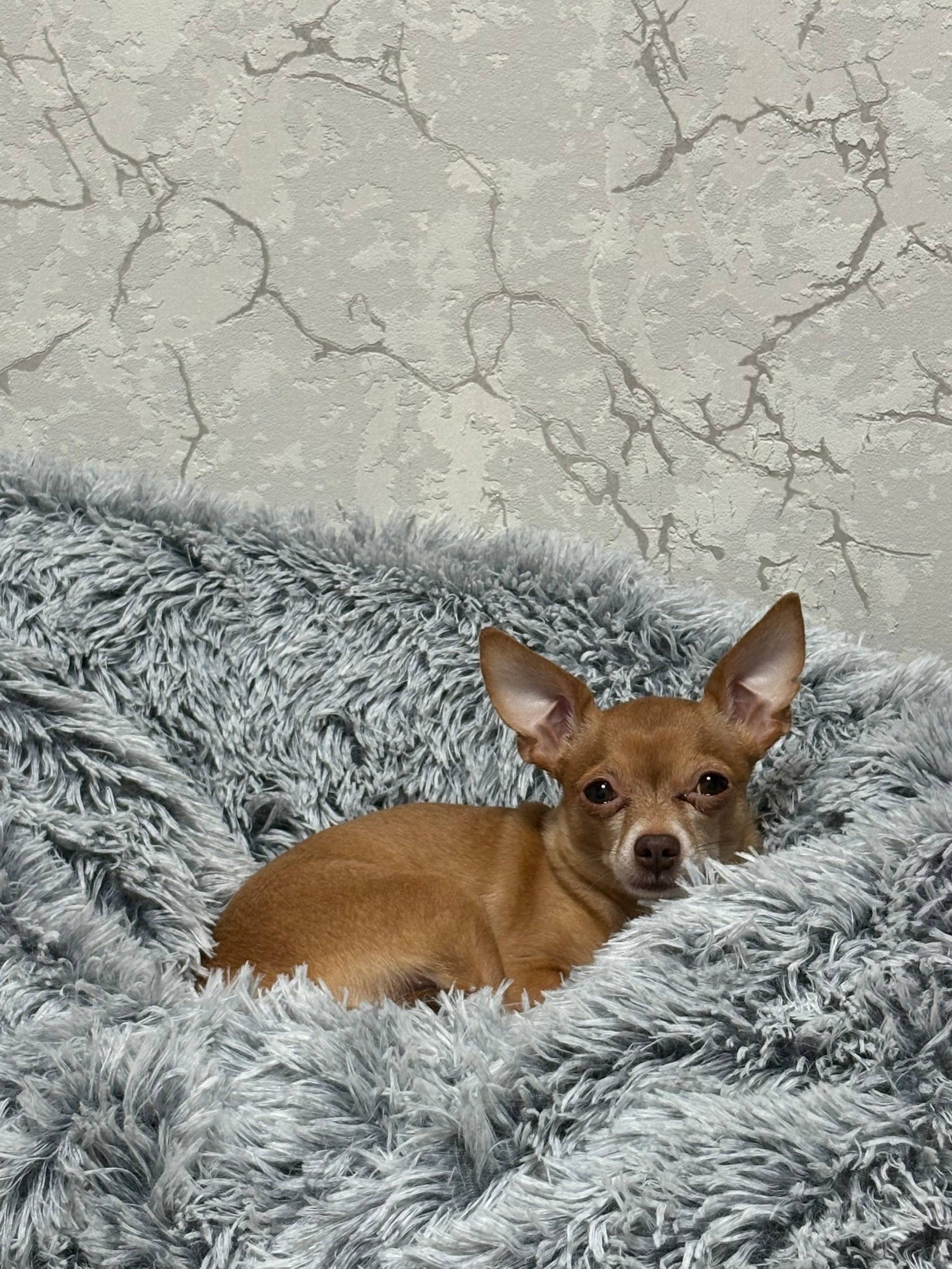 Пропал той терьер Тима, район Техникума