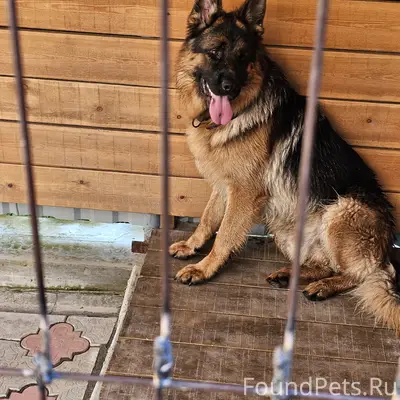 Пропала собака, свяжитесь по телефону