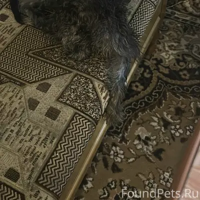 Пропала собака Сону, Октябрьский район