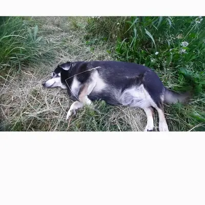 Пропала собака Жулька, район ул Правды