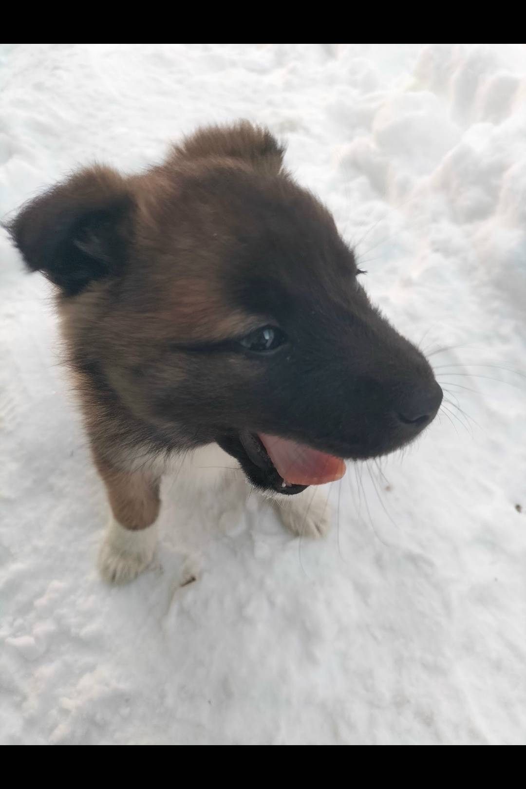 Пропала собака Чипа