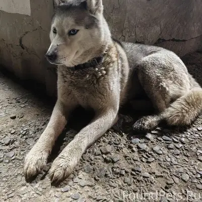Найден хаски, ошейник цвета хаки