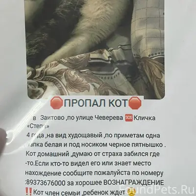 Пропал кот Степа, Октябрьский, Заитово