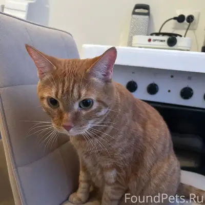 Найдены рыжий кот и серая кошка, новостройки