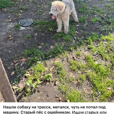 Пропал жесткошерстный фокстерьер Стёпа, Шараповка