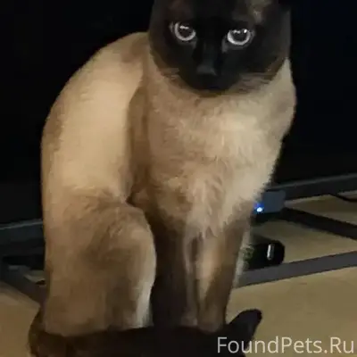 Пропал сиамский кот, Мелентьево