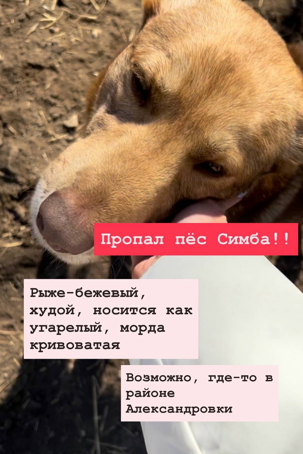 Пропал пёс Симба, Дубна