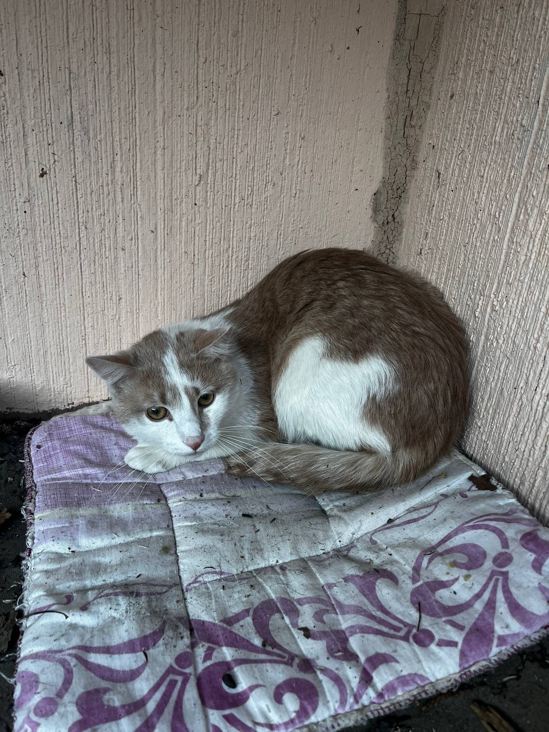 Найдена кошка, Приморский район, Санкт-Петербург