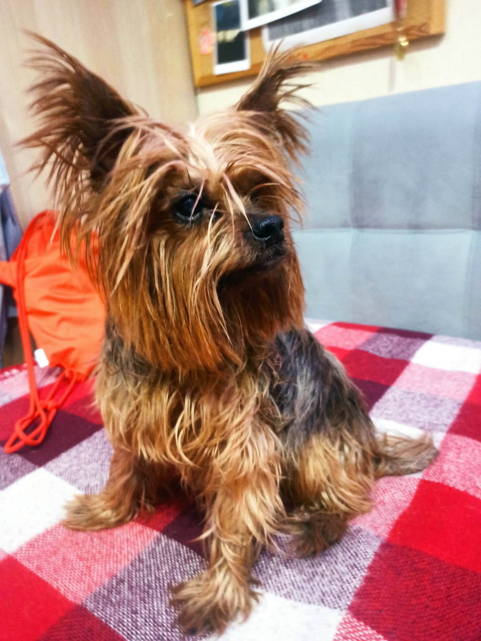 Найден кобель, пересечение Ириновского проспекта и улицы Потапова