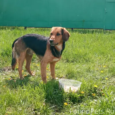 Пропал пес, 9-й километр, Краснодар