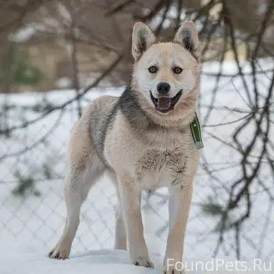 Пропала собака Умка, Наро-Фоминск