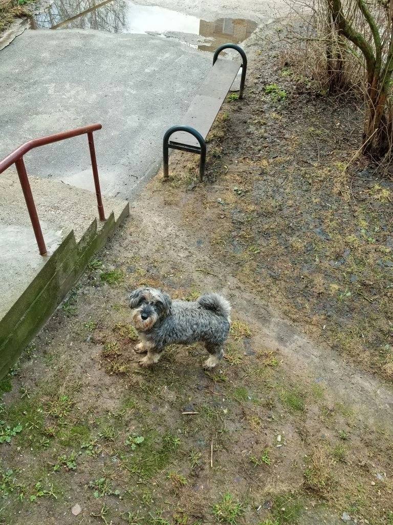 Найдена собака, посёлок Красная Слобода