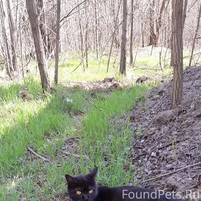 Пропала кошка Муха, Воронежская область