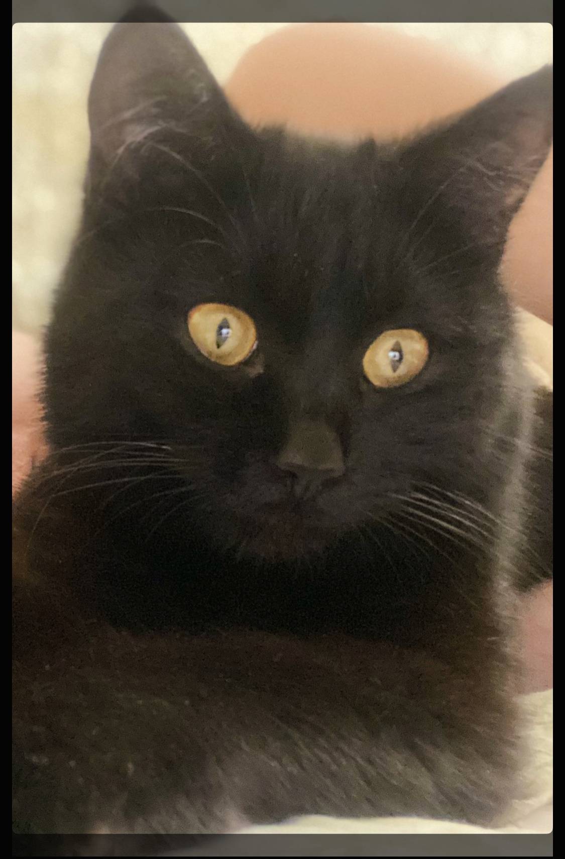 Пропал кот Вася, Автозавод