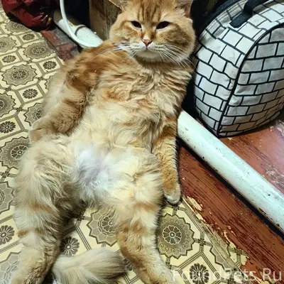 Пропал кот Яша, центр города