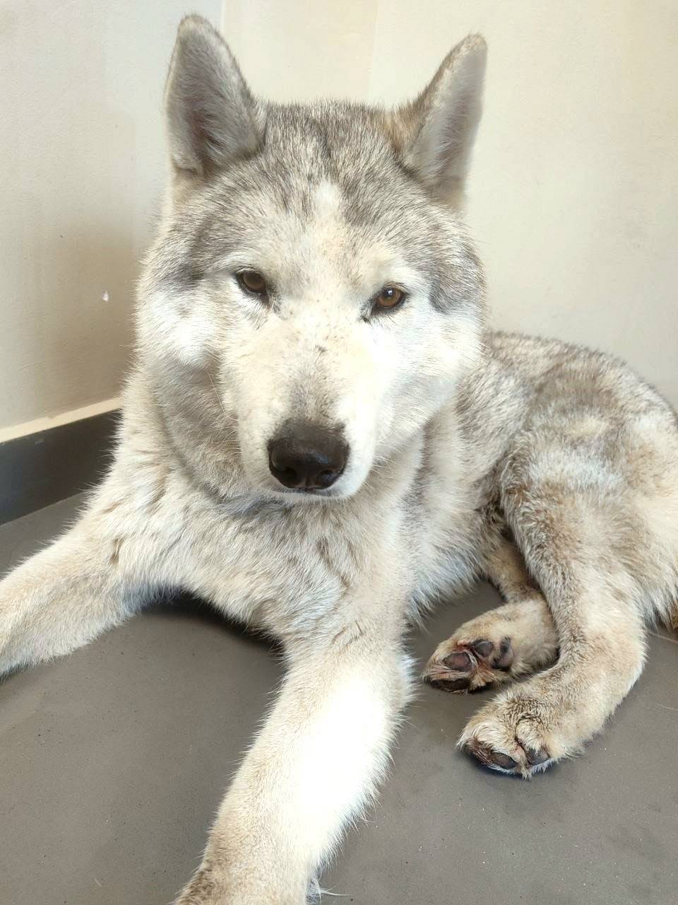 Найден хаски, Мытищи, у театра «Фэст»