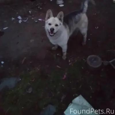 Найден тип собака, без информации о месте