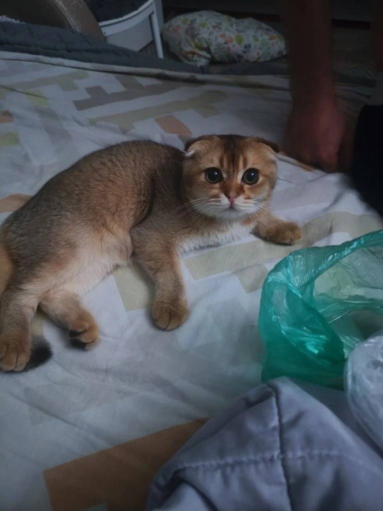 Пропал котёнок, Букинское шоссе