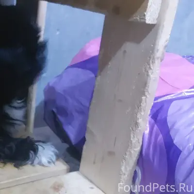 Пропала собака