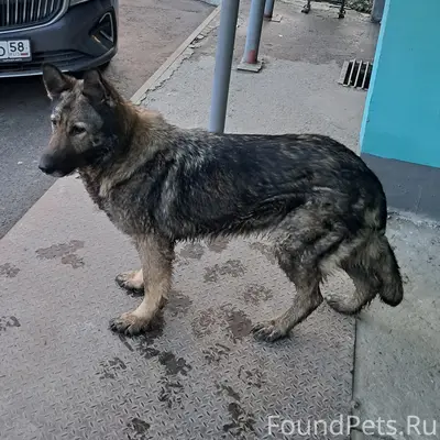 Найденна овчарка, район Окружной