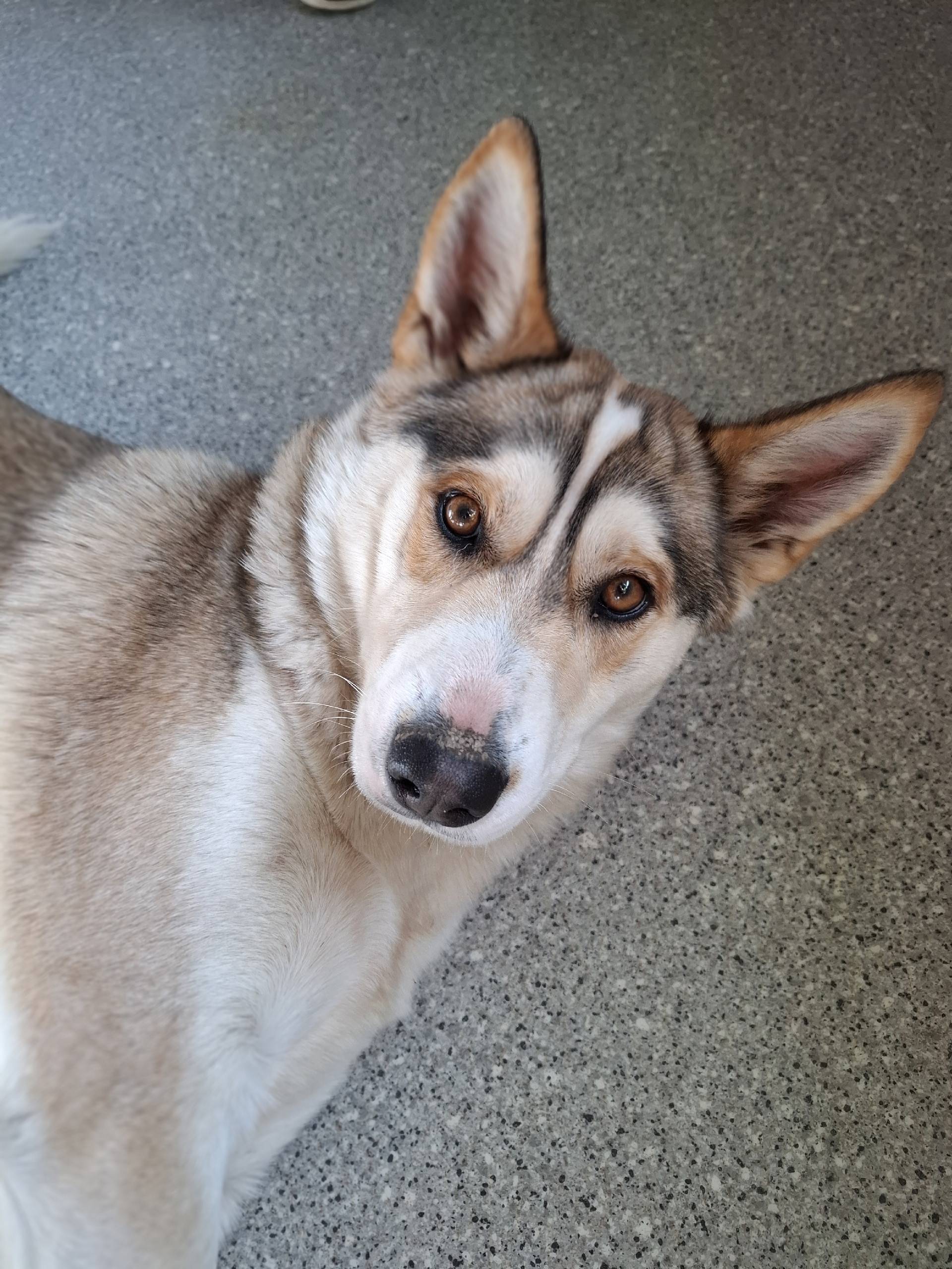 Пропала лайка, г. Симферополь, с. Заречное