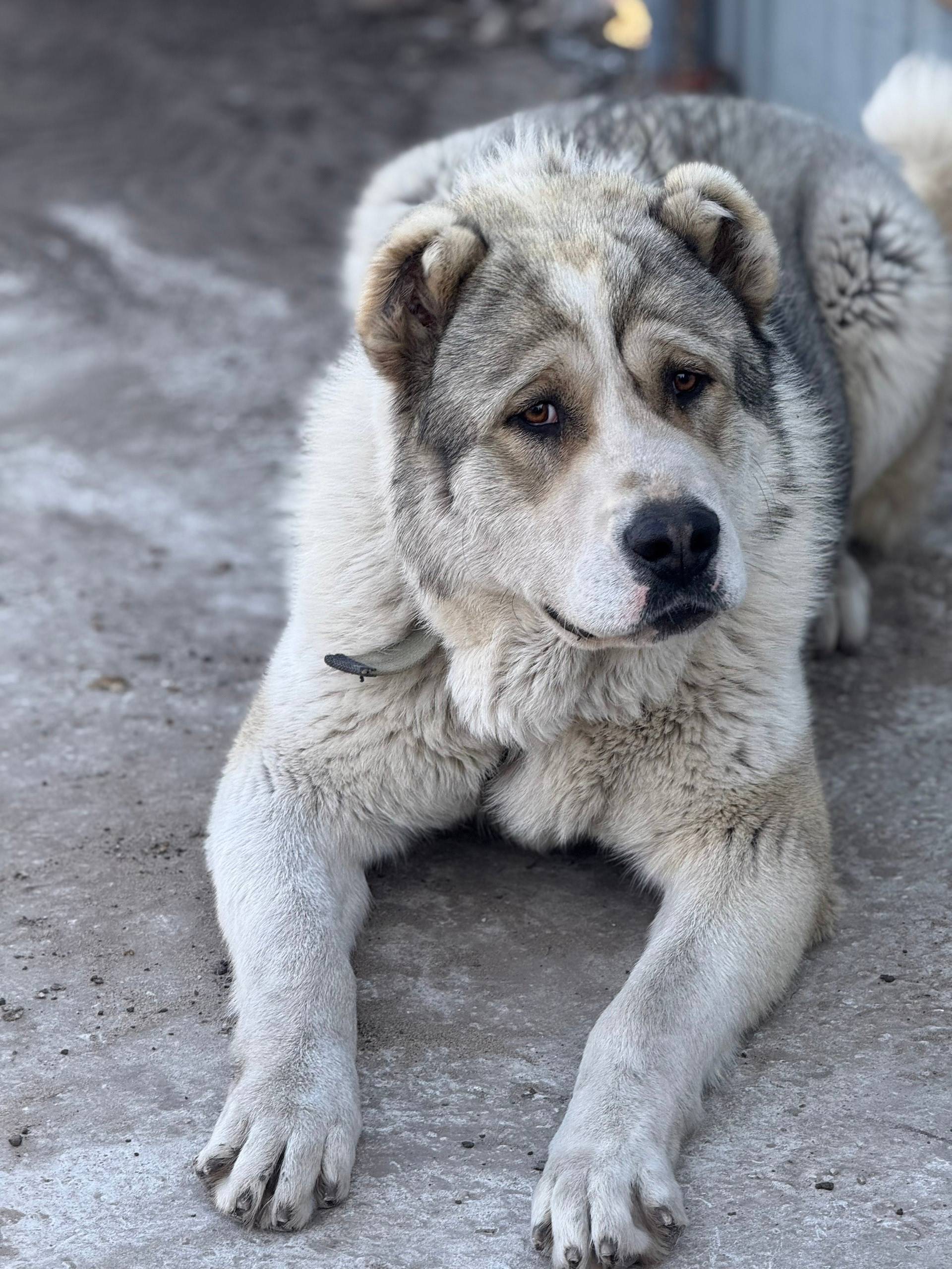 Пропал Бик, большая собака, Тольятти