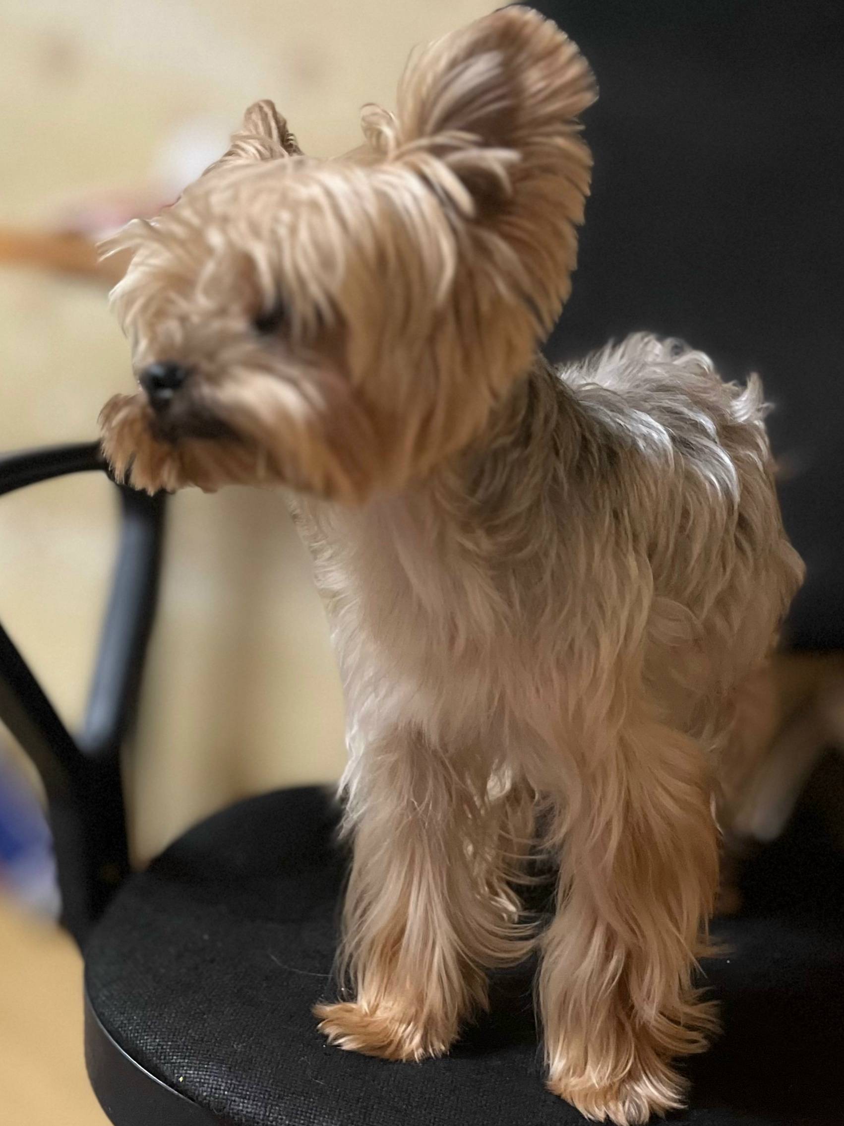 Найден мальчик-собака, 13 микрорайон