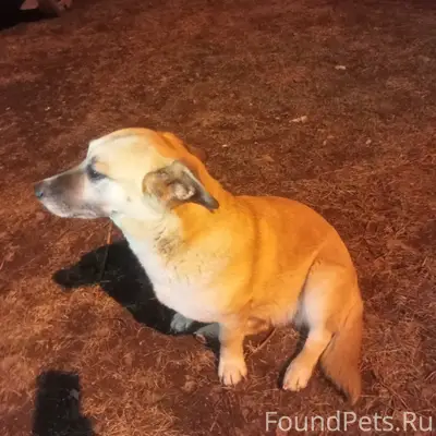 Найдена собака метис корги, д. Взметьево