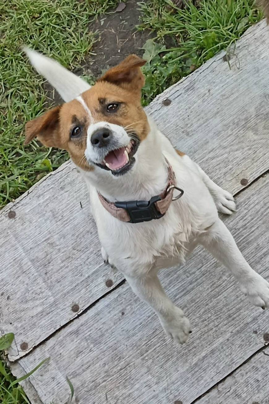 Пропала девочка джек рассел терьер, район Чкалова, 66