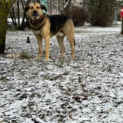 Пропала собака, Серпухов, район Ивановские дворики