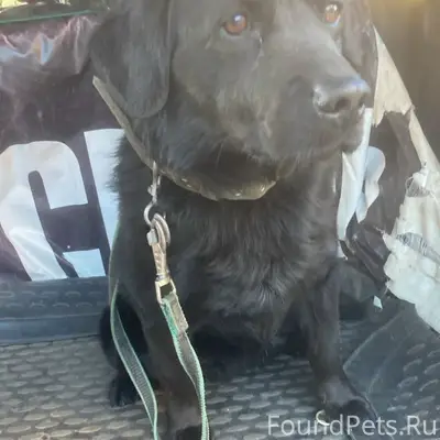 Найден пёс, Юкки