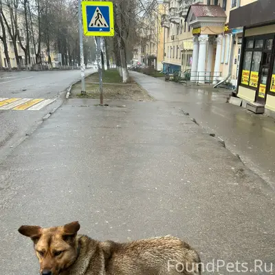 Пропала собака, Воскресенский район