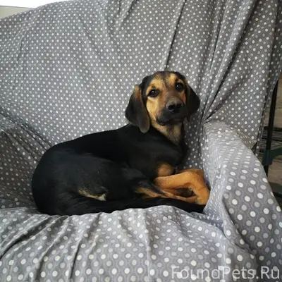 Пропала собака Лада, Д. Семеновское