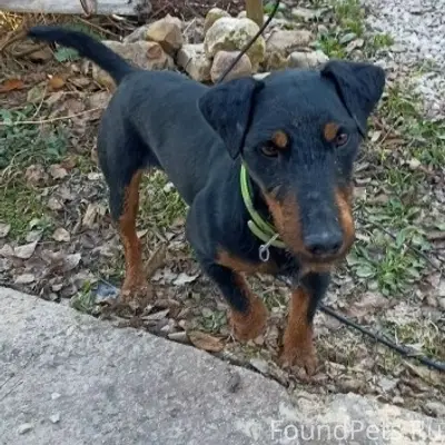 Найден пёс, СНТ Метеоролог, Боровский район