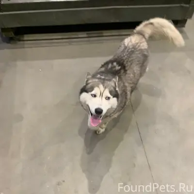 Найден хаски, район Николая Короткова