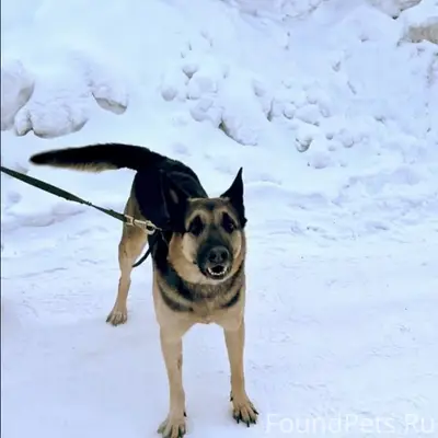 Найден пёс, Калининский район