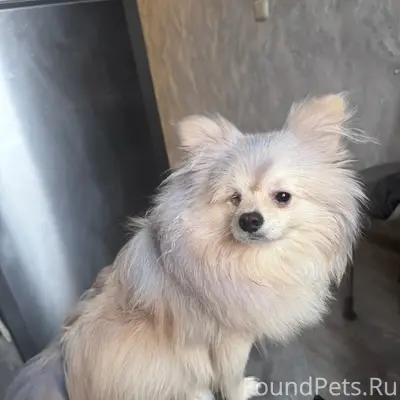 Пропал пёс Миша, Заречье