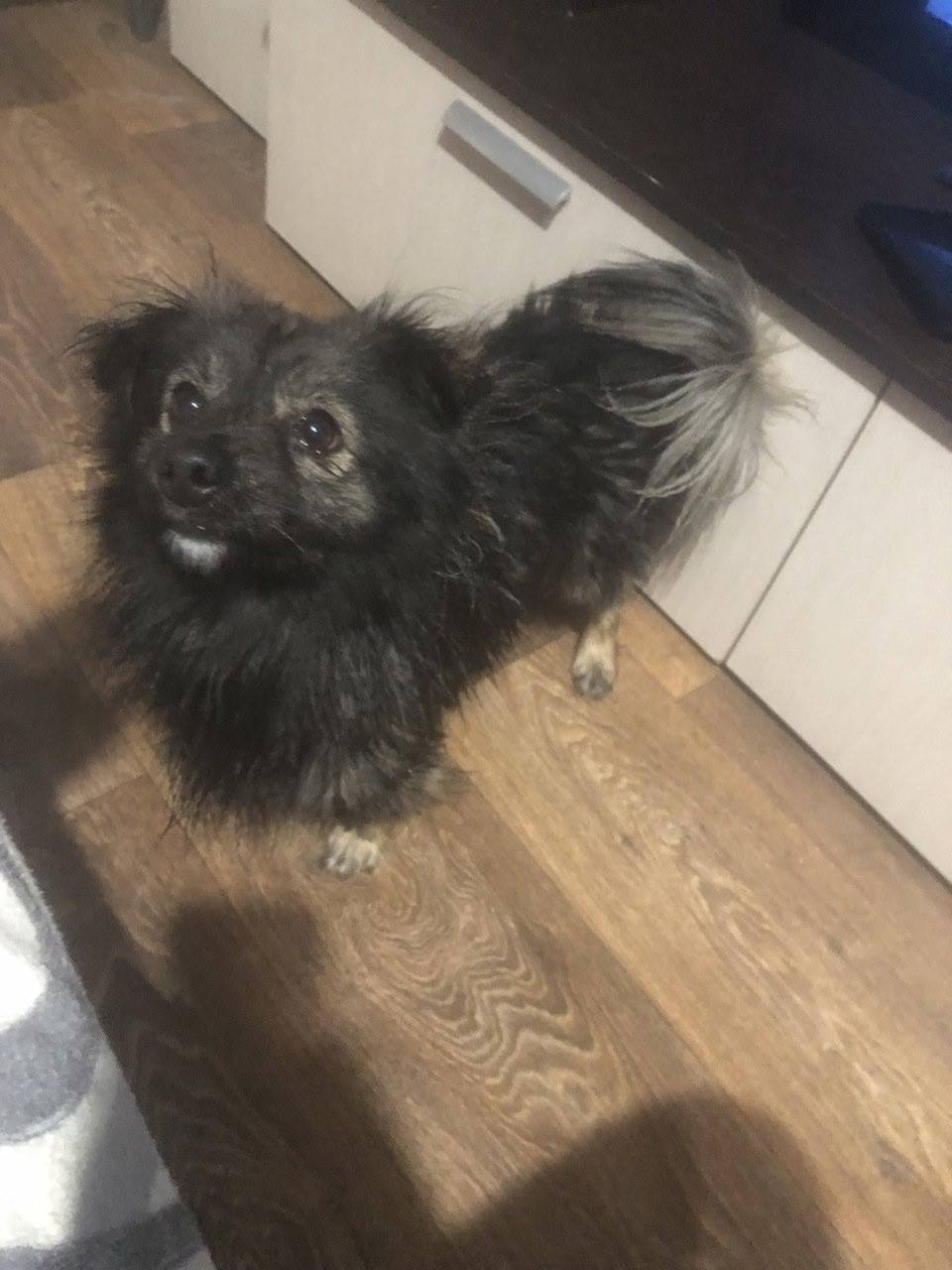 Найден пёс, Симферополь, ул. 60 лет Октября