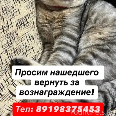 Пропал кот по кличке Тайсон