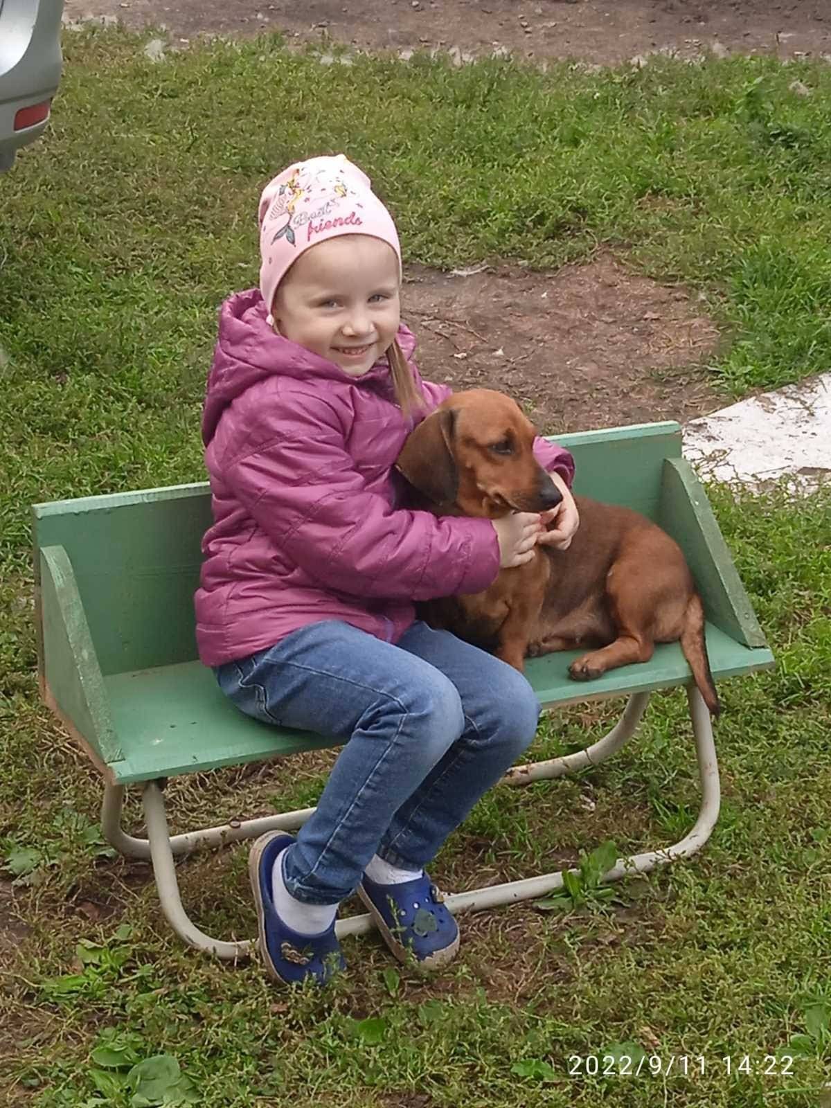 Пропала такса Яся, Красноперекопский район, Ярославль