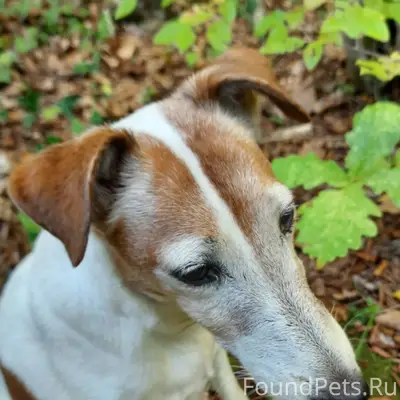 Пропала собака!!!