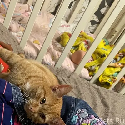 Пропал рыжий кот Рыжик