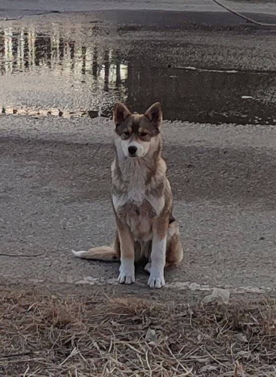 Пропала собака, жд часть