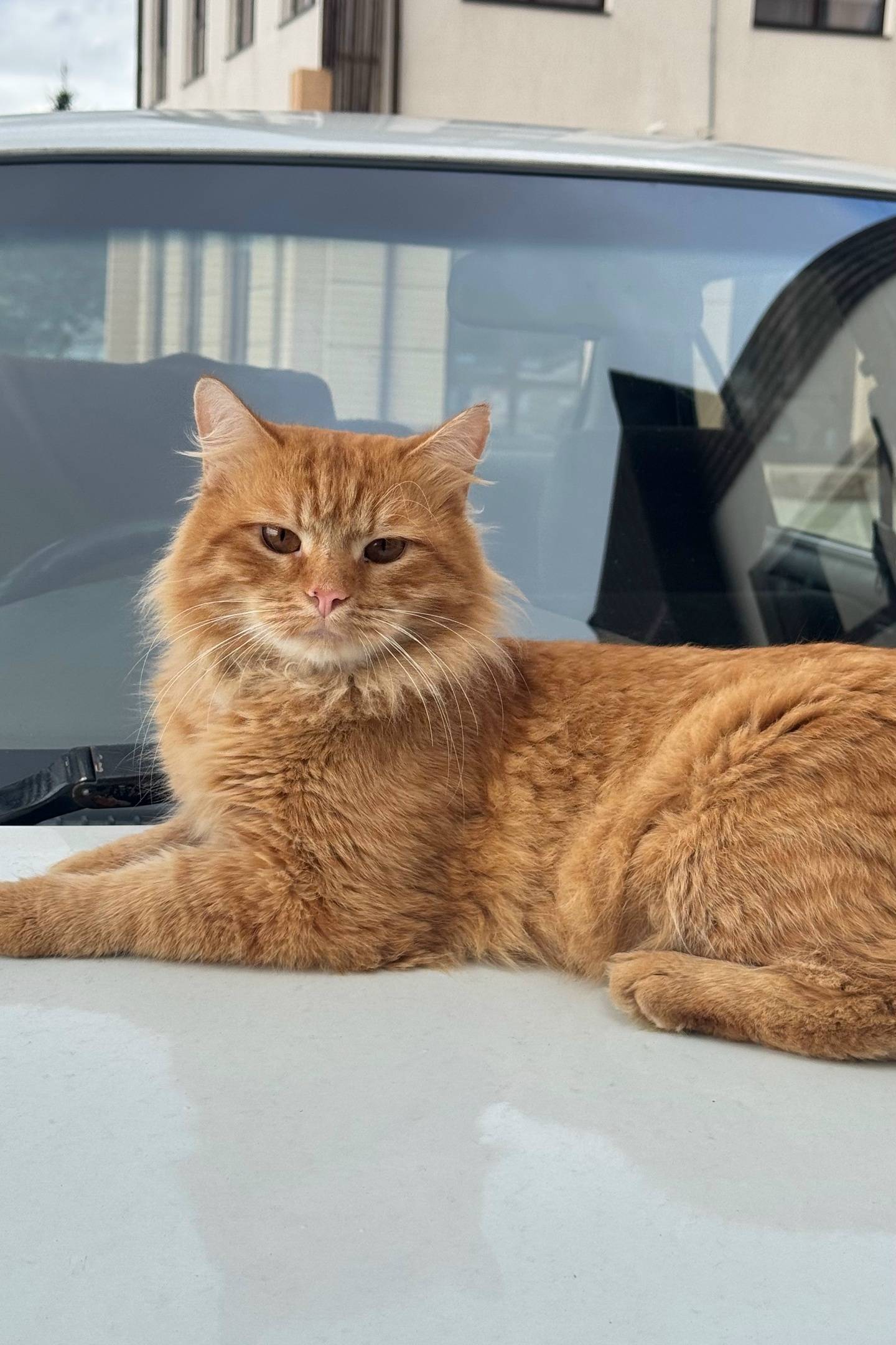 Пропал рыжий котик, Мамайка