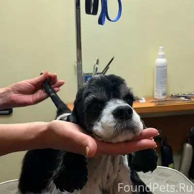 Пропала Кокер спаниель, район цемзавода