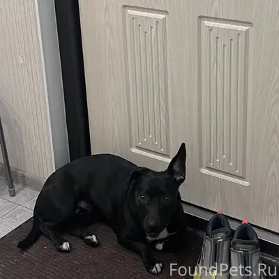 Найден метис питбуля, пр. Просвещения